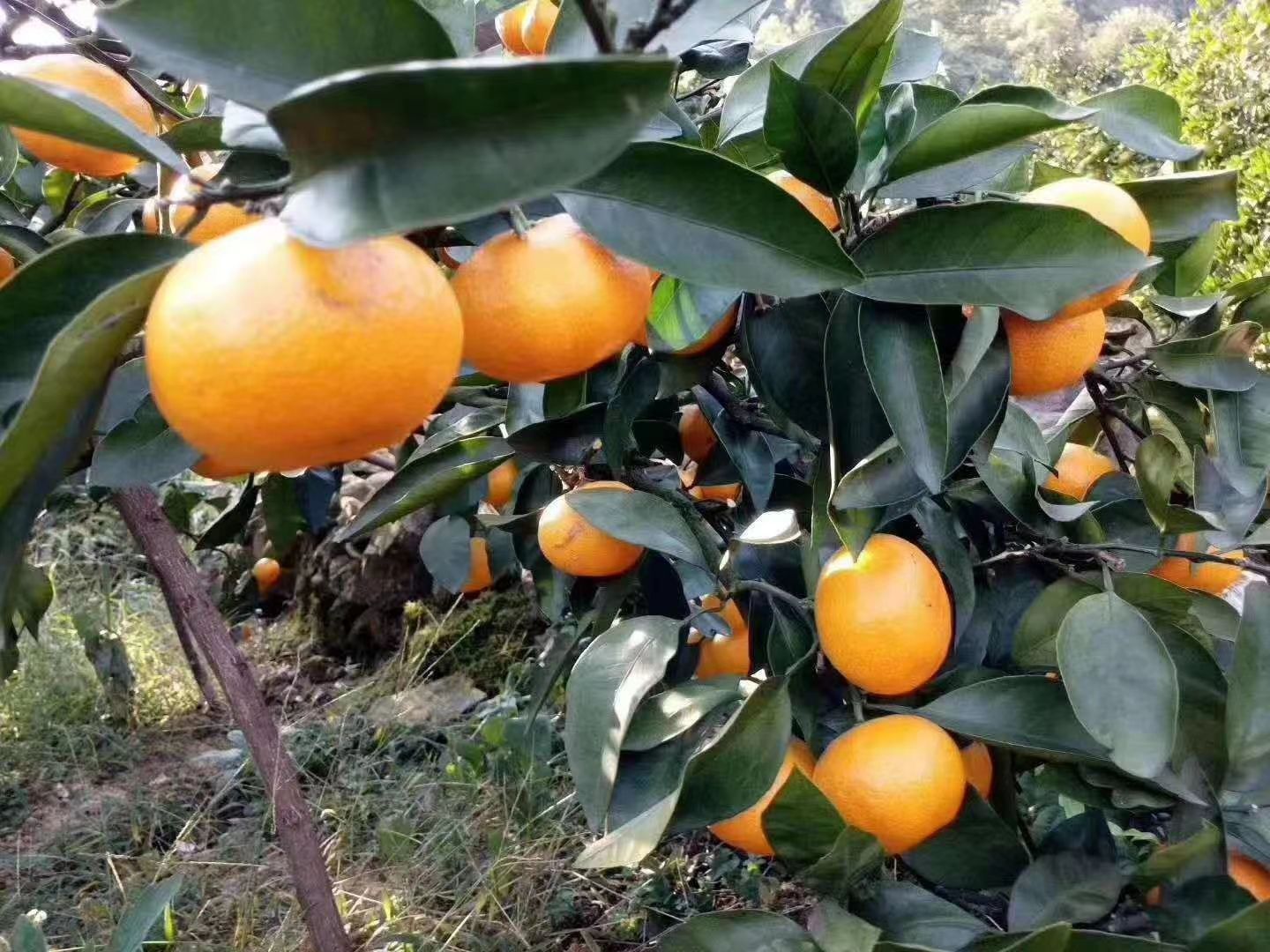 东江湖蜜橘  5A景区东江湖蜜桔上市了，欢迎各界人士订购
