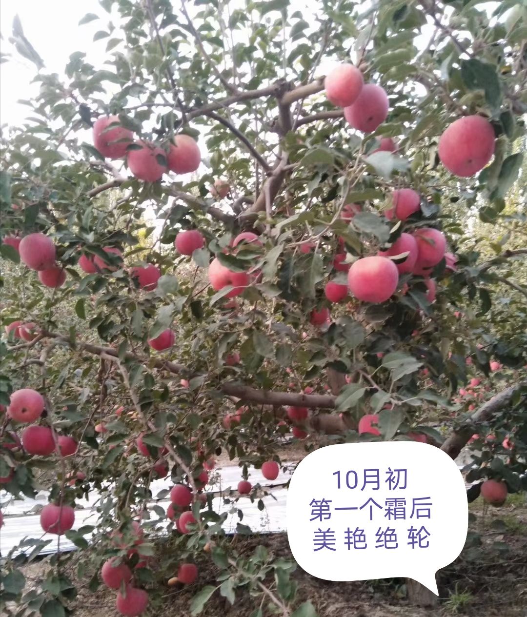 阿克苏冰糖心苹果  长日照，昼夜温差大，雪水浇灌，水分足，脆甜！无污染。