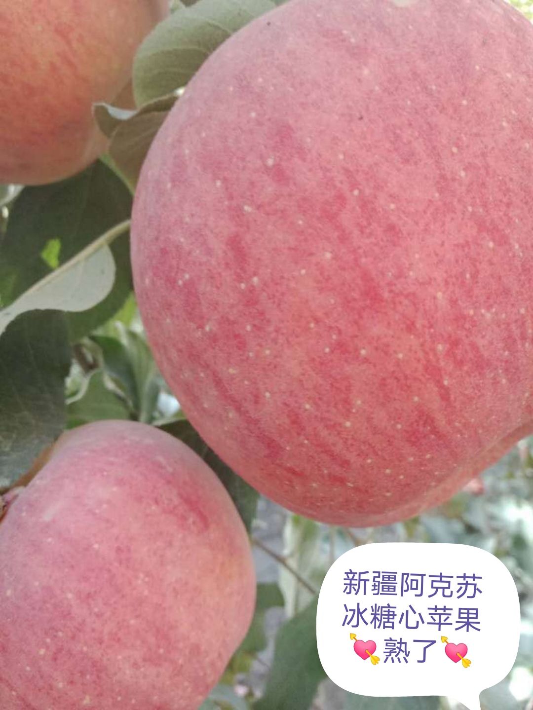 阿克苏冰糖心苹果  长日照，昼夜温差大，雪水浇灌，水分足，脆甜！无污染。