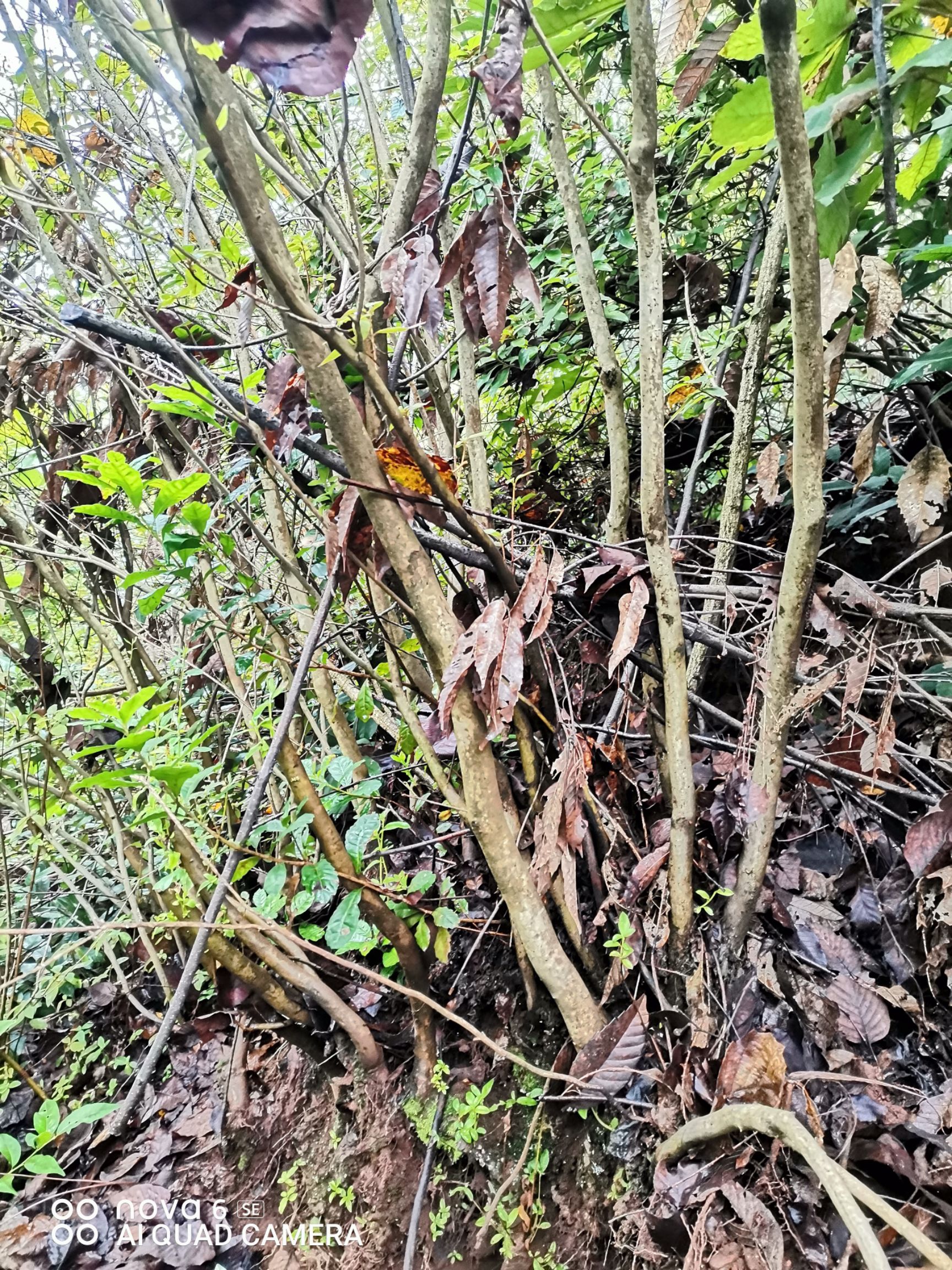 映山红 全灌 地景 盆景 老桩 大量供应批发零售