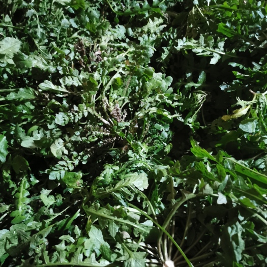 旬邑县冷冻野生荠菜