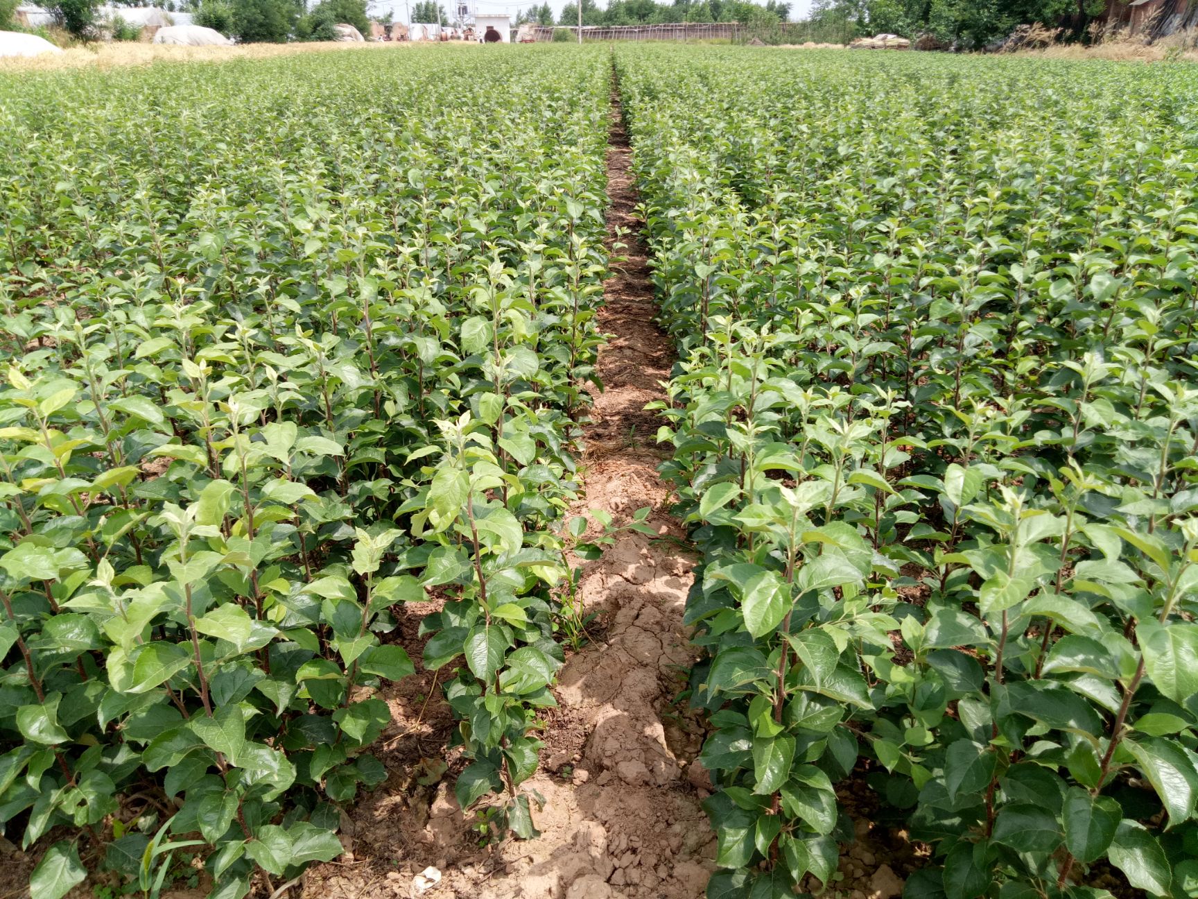 苹果砧木  砧木M26 嫁接枝条