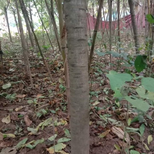砀山县山毛桃树苗  大量供应6－12公分毛桃桩  桃树桩
