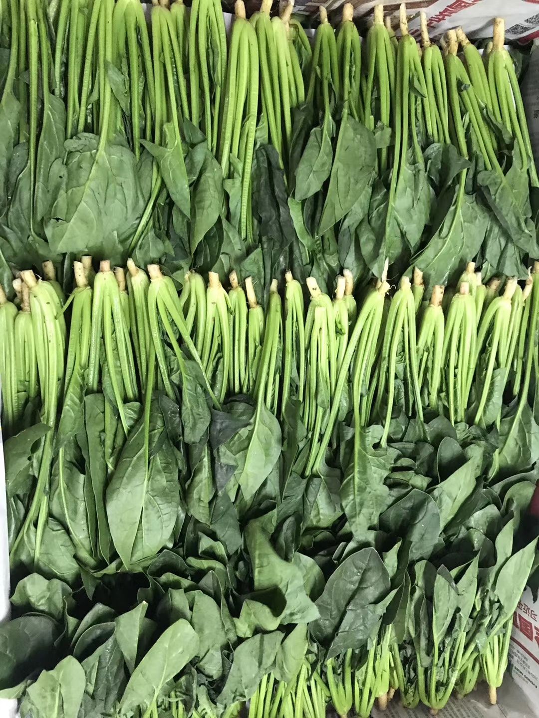 越冬菠菜  大棚种植菠菜，绿色无公害蔬菜。叶面油亮。适应走超市。