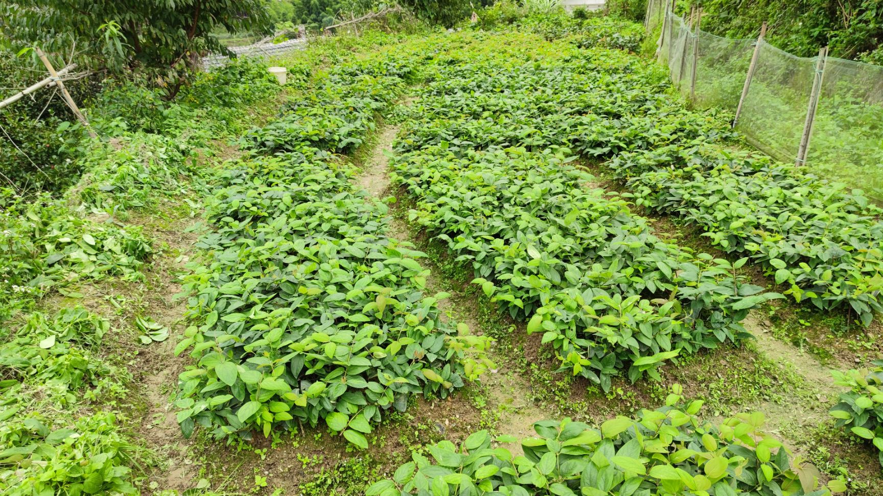 湘蕾金银花苗 大量供应湖南湘蕾金银花扦插苗