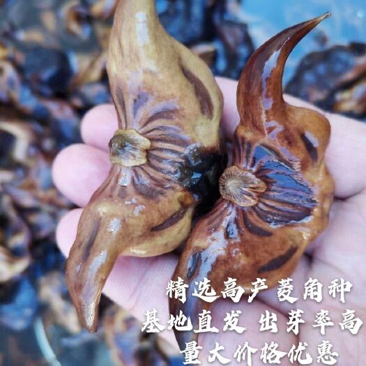 沭阳县菱角种苗  老菱角种 种植 特大菱角种种植 红菱角种  青菱角种水生植物