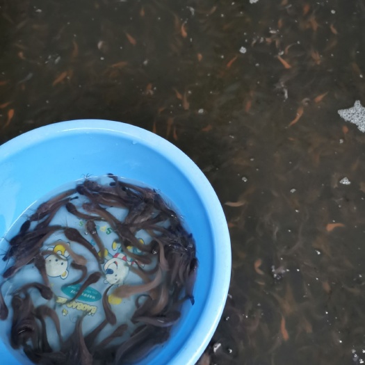 江门塘鲺苗 塘虱苗，本地杂交三黄