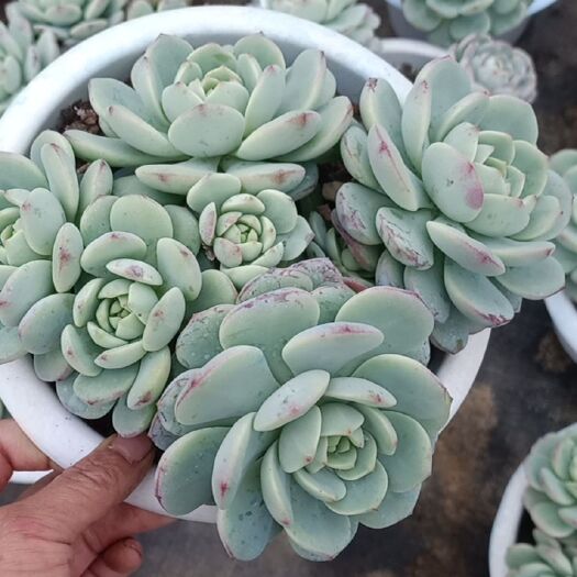 昆明多肉植物 