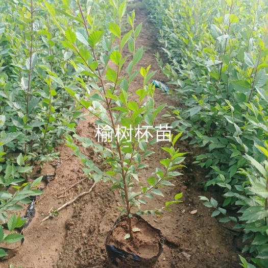 凌源市榆树苗 榆树杯苗，不脱杯，纯黄土。