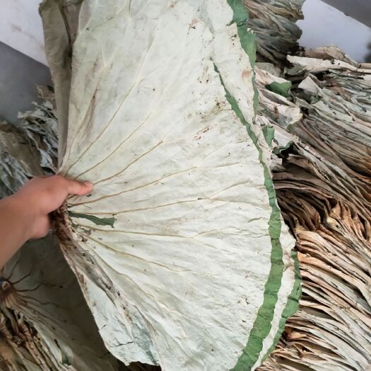 广昌县 荷叶