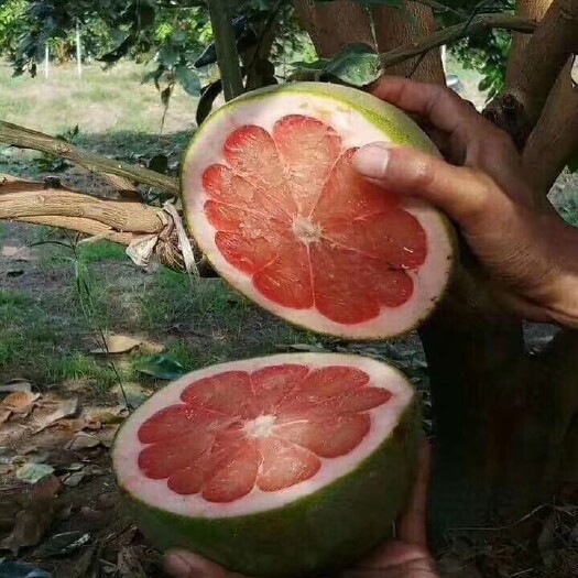 灵山县泰国青柚苗  红心柚子树苗嫁接果苗盆栽地栽青皮红心蜜柚苗当年结果南北方可种