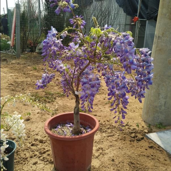 四季爬藤多花紫藤樹苗盆栽花卉圍牆庭院攀援植物紫藤花苗紫藤蘿苗