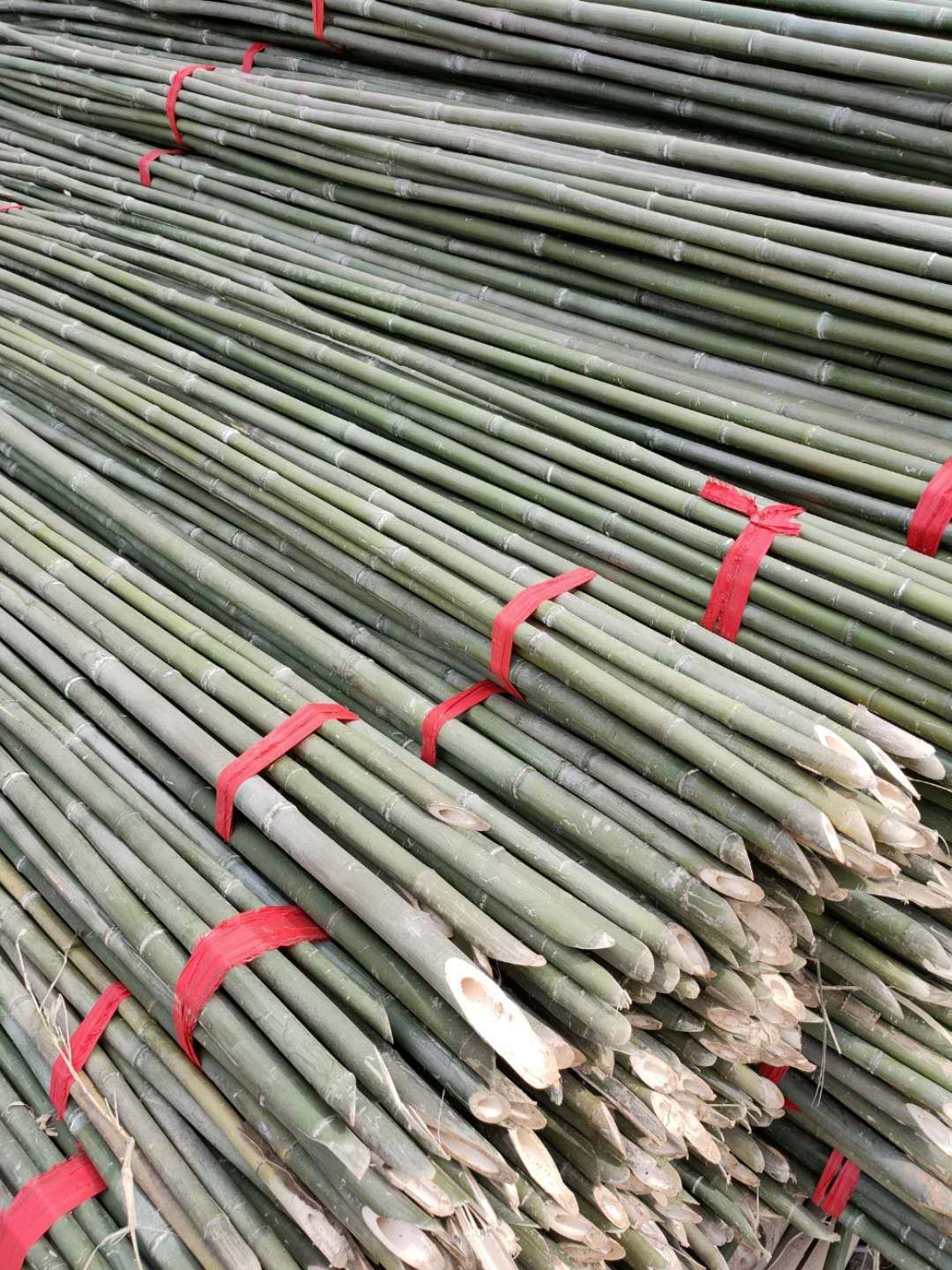 原产地直销菜架竹 绿化支撑杆 果树抗风支撑竹竿农用小竹竿等