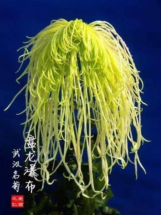 案头菊  观赏菊花