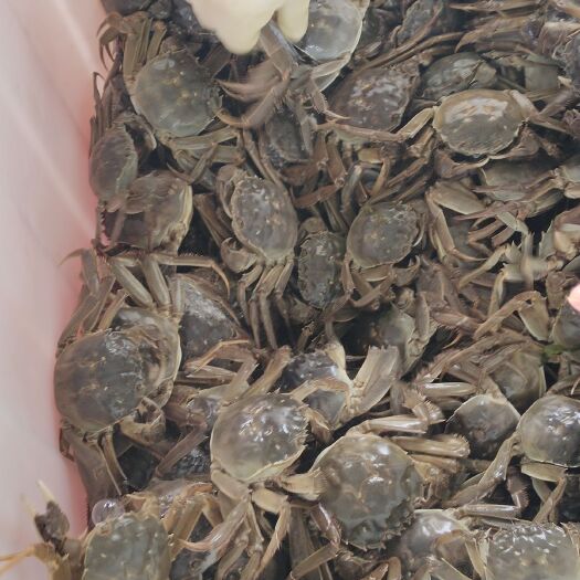 扬州泰兴大闸蟹 统货 多规格 