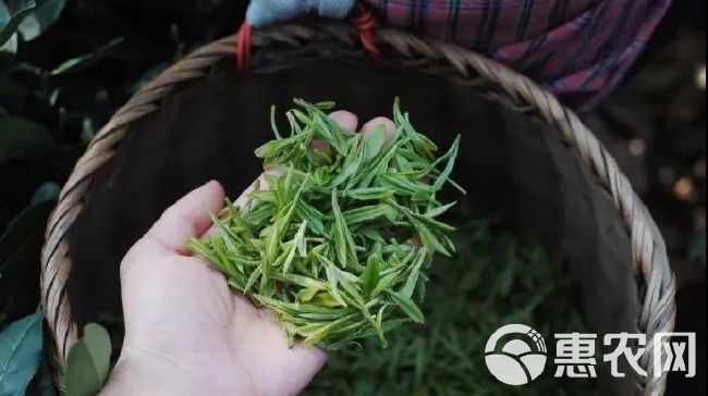 英德红茶  [爱心]英红九号红茶[爱心]蜜香味浓郁口齿留香