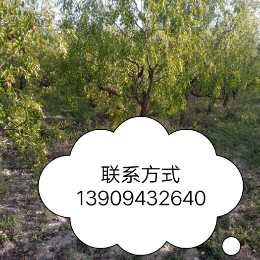 果园  140亩灰枣园整体出售树龄17年，有林权证，各种设施一应俱全