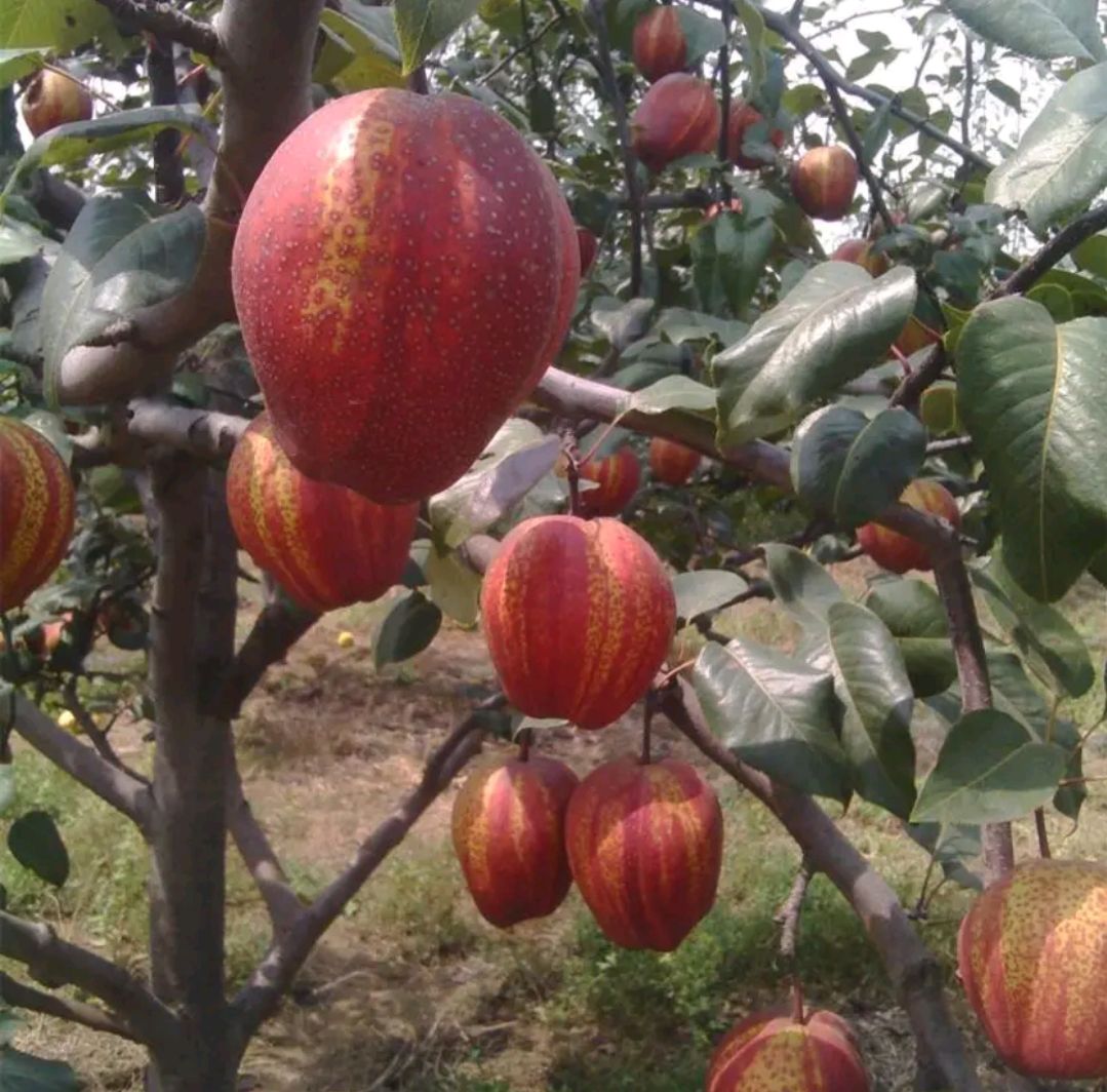 早酥紅梨樹果苗嫁接苗當年結果盆栽地栽北方種植南方新品種水果苗