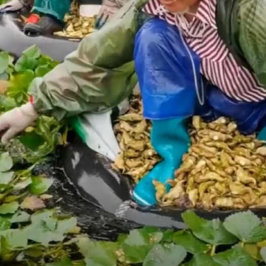 蚌埠菱角 