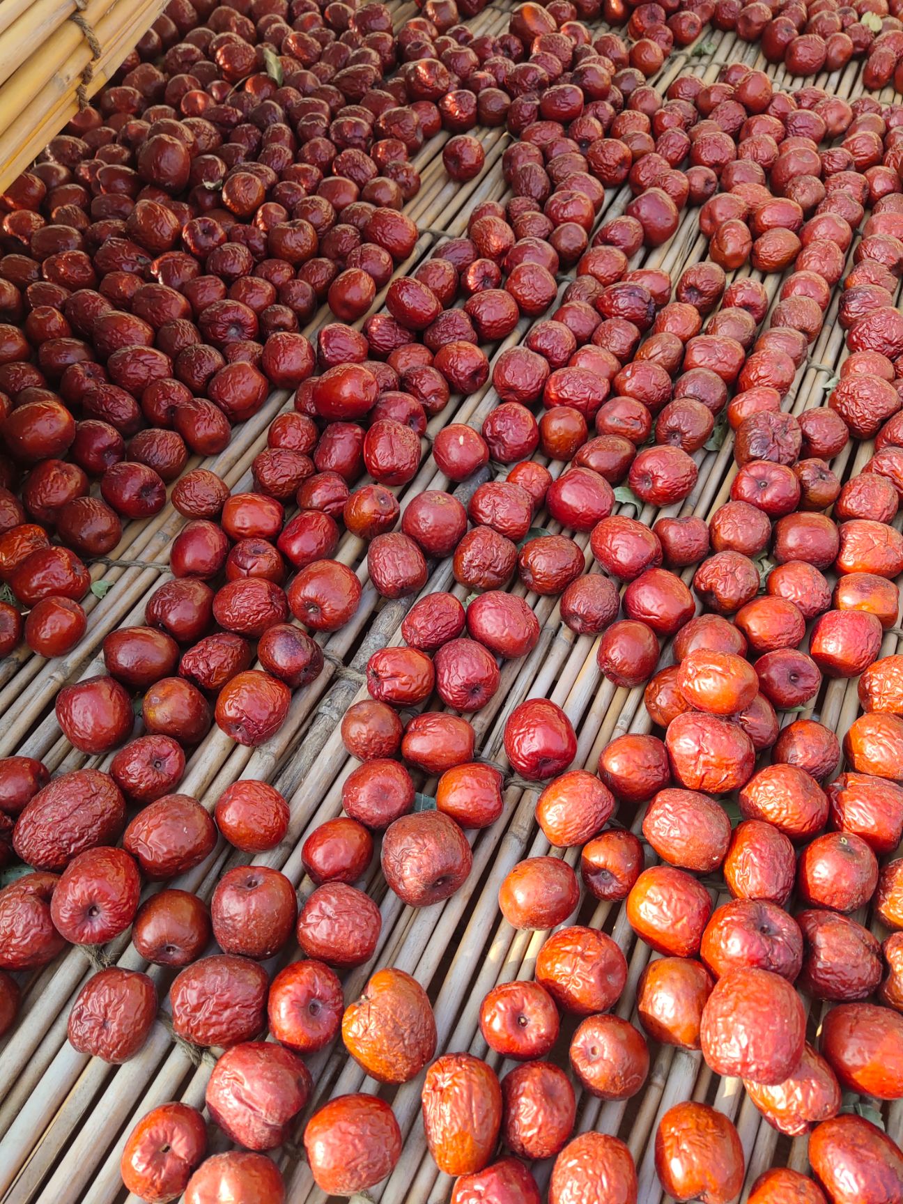 乐陵金丝小枣  圆红枣，滋补枣，