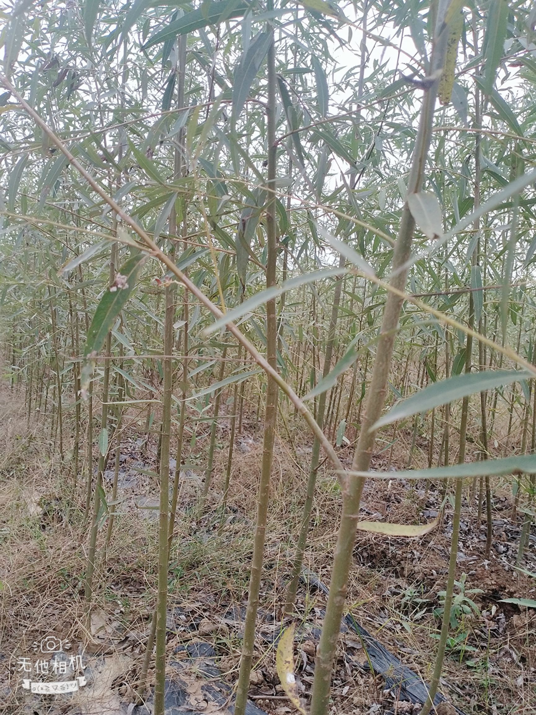 速生柳  速生竹柳，柳苗，速生竹柳段，成活率高，货源充足。