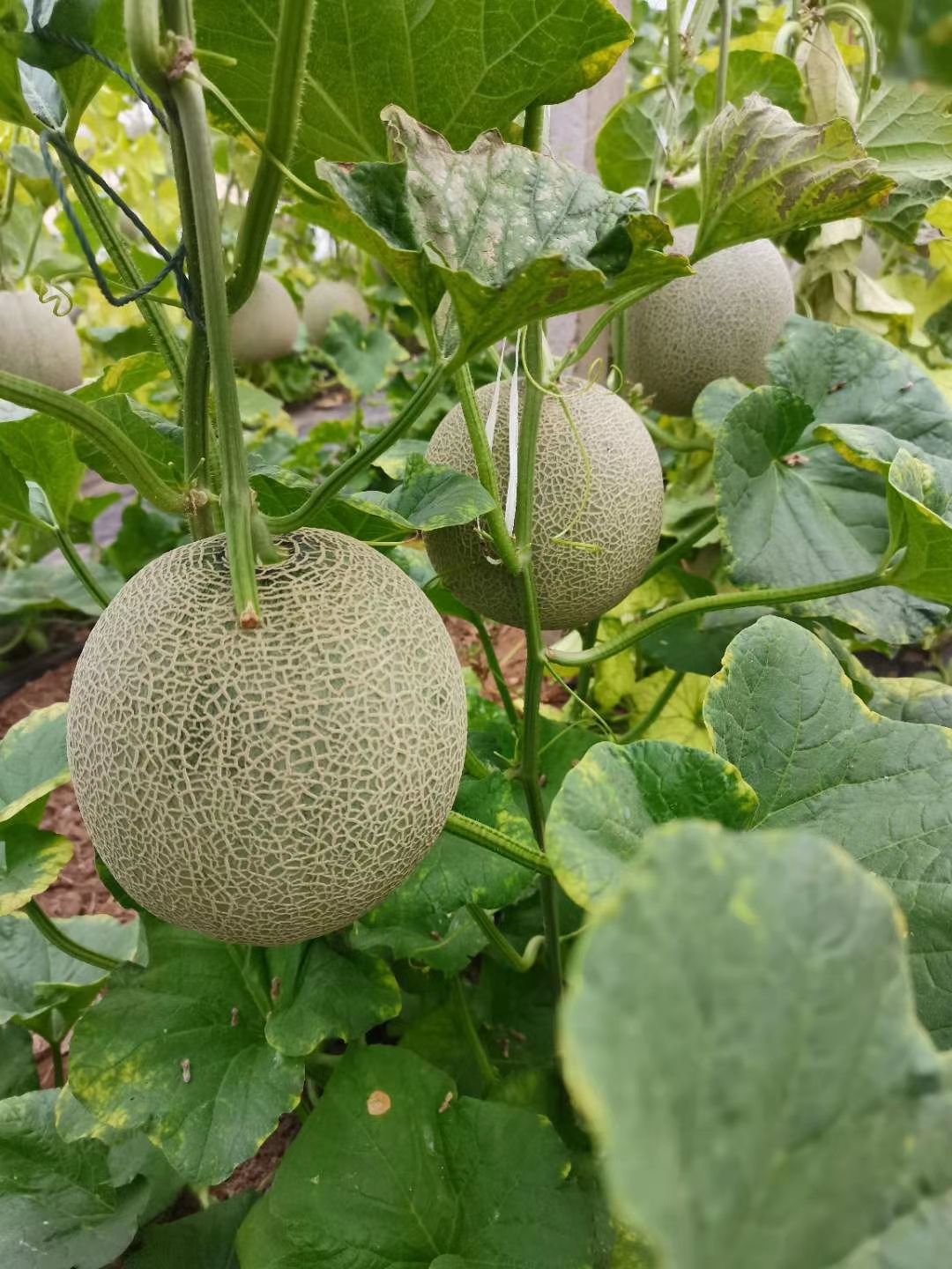 网纹瓜 网五甜瓜玫珑蜜瓜