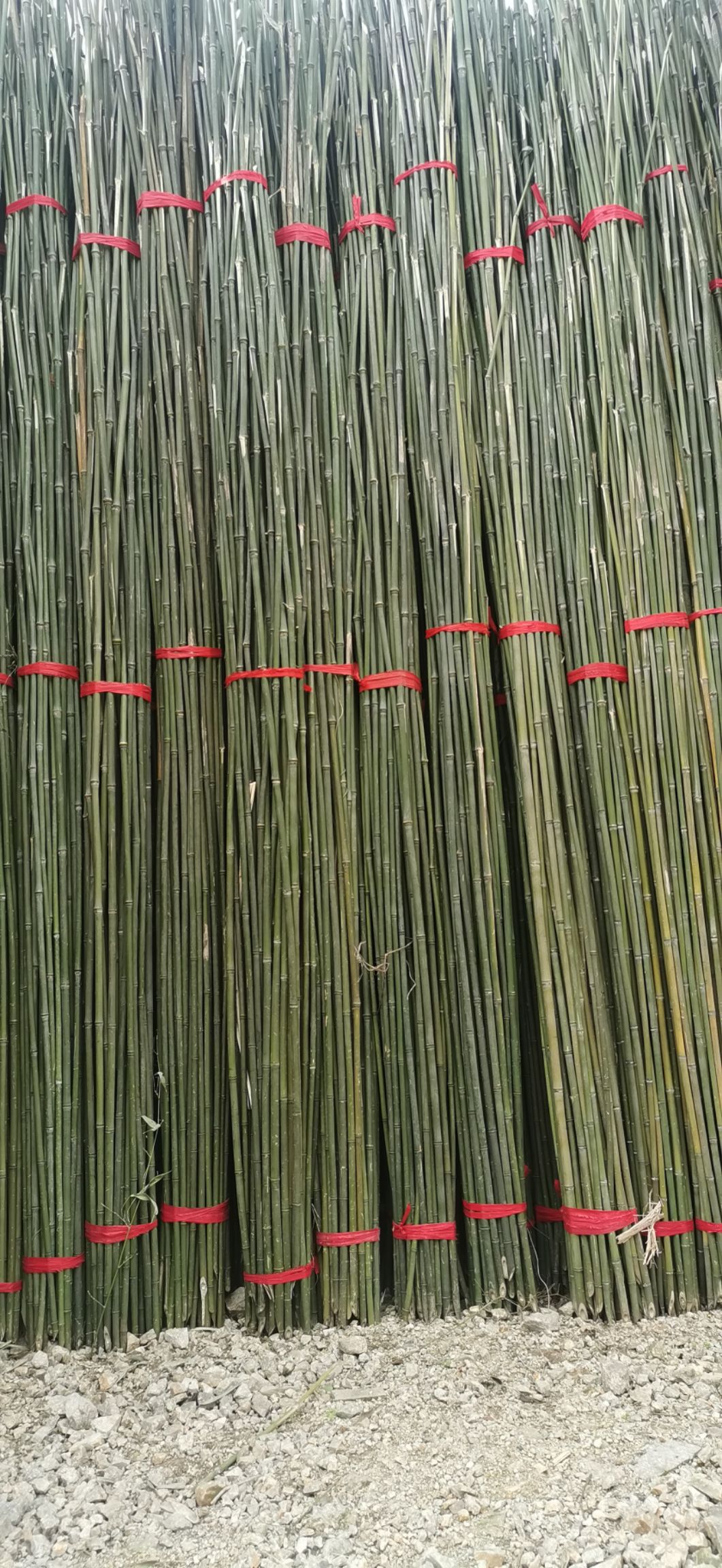 原产地直销菜架竹 绿化支撑杆 果树抗风支撑竹竿农用小竹竿等