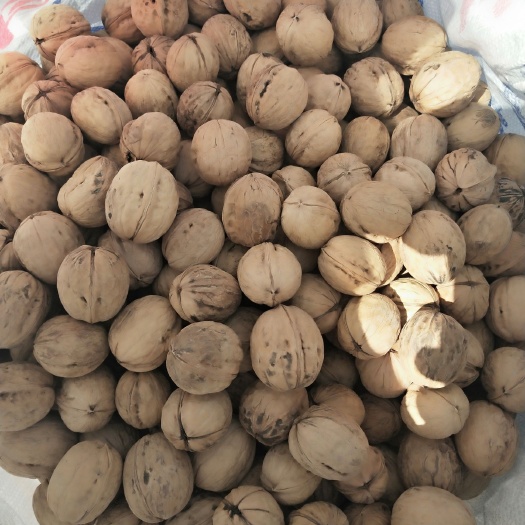 西安薄皮核桃 纸皮核桃出售中  ，有需要的联系我，  可以大批量批发。
