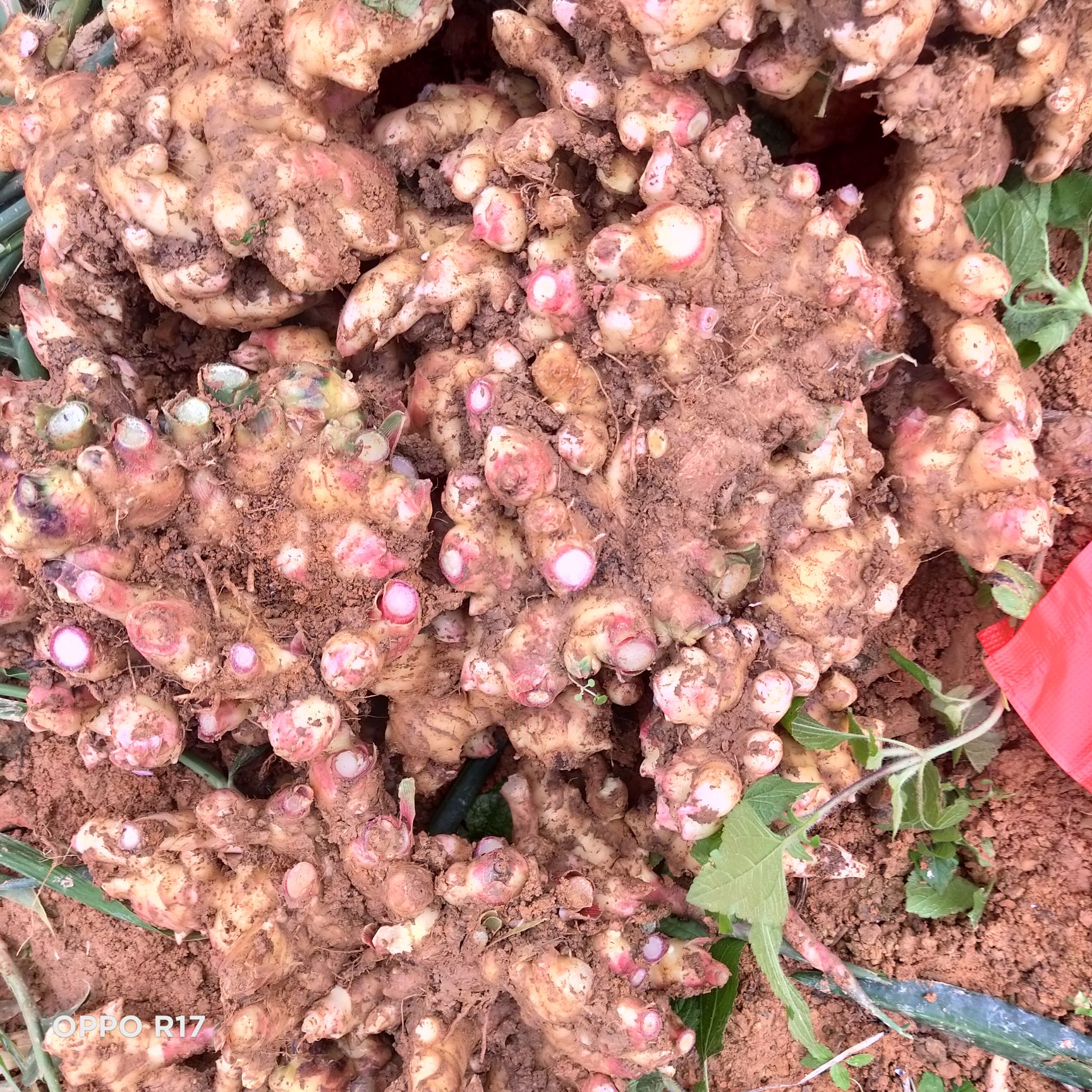  二黄姜基地批发