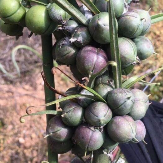黄精种子  云南滇红花黄精目前黄精品种产量最高的一种品种亩产量上万很轻松