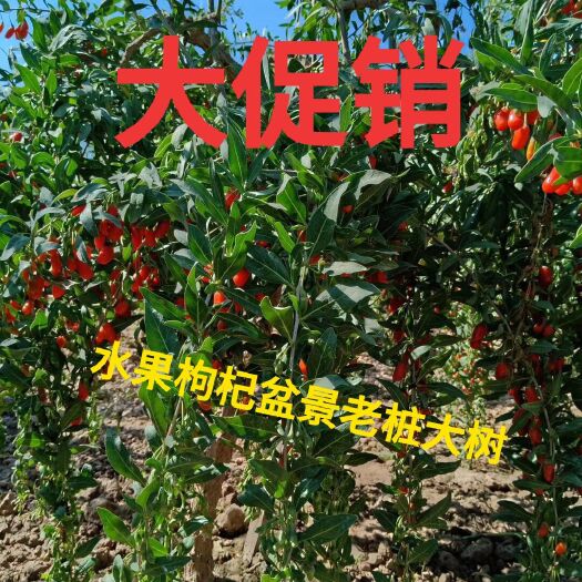 靖远县红枸杞苗  红枸杞盆景老桩大树南北适应包邮