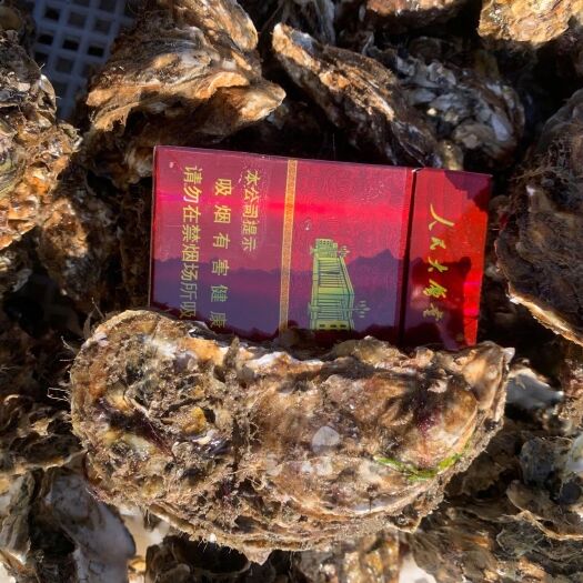 大连牡蛎  品质优良，味道鲜美