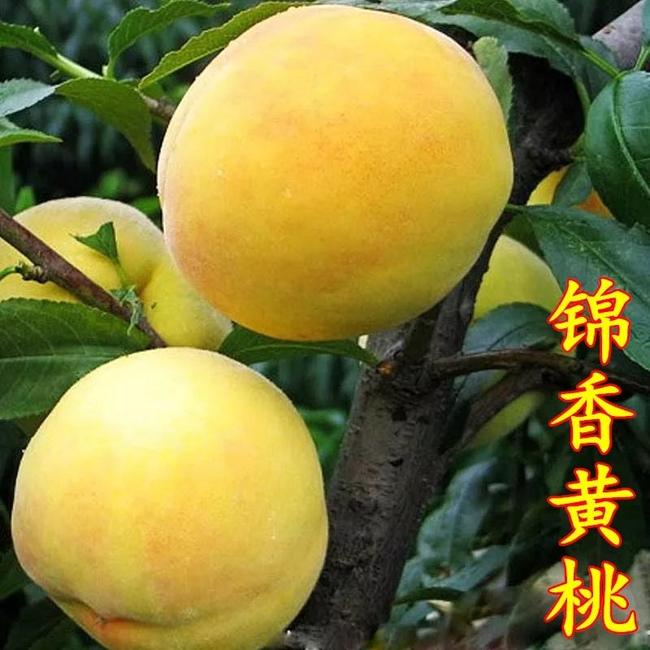 平邑县锦绣黄桃苗  金香黄桃树苗，产量高，甜脆水多，离胡，欢迎咨询