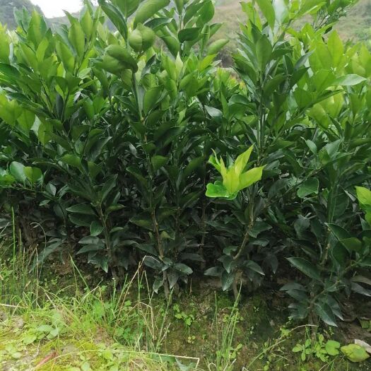 秀山纽荷尔脐橙苗  纽荷儿脐橙苗，易成活，适应多地区域生长，大多统一果种，果型。
