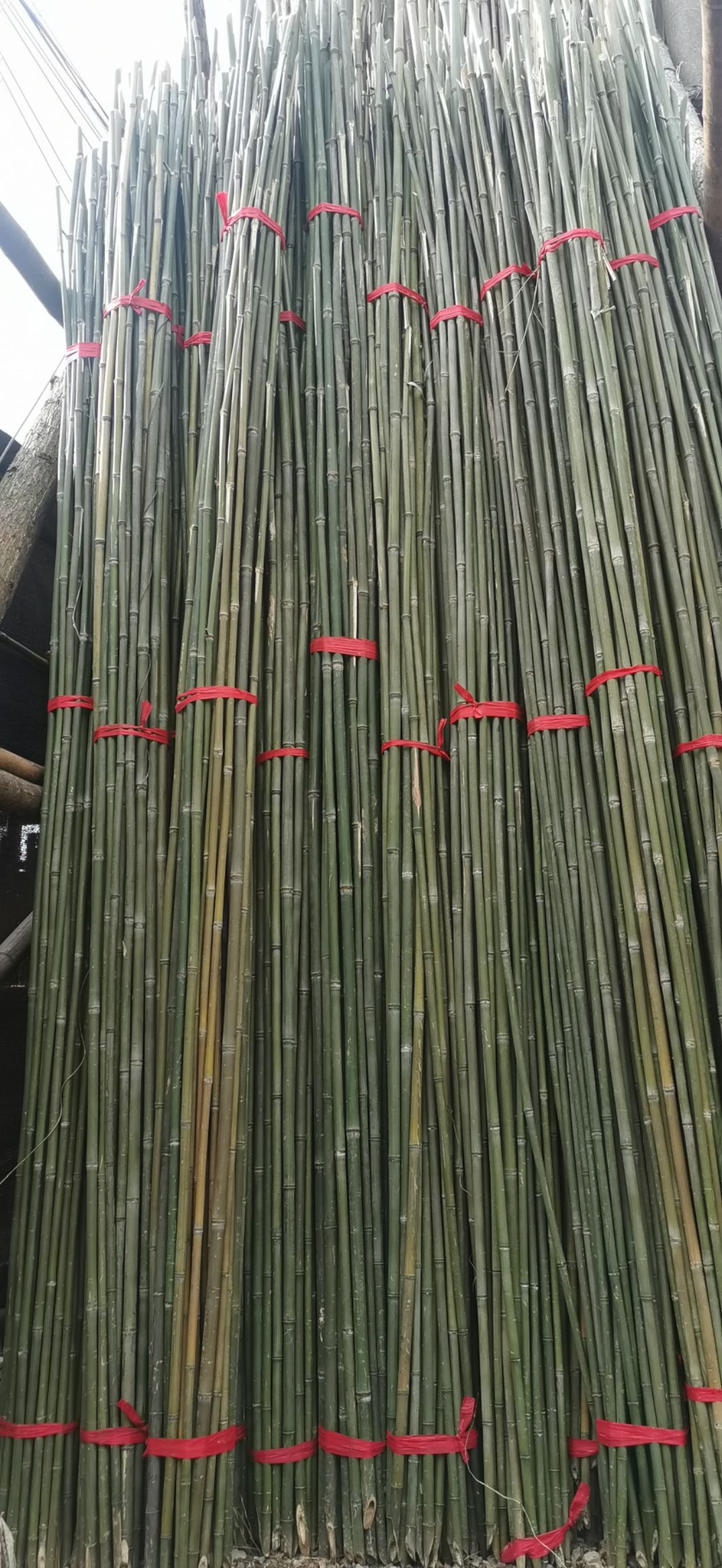 原产地直销菜架竹 绿化支撑杆 果树抗风支撑竹竿农用小竹竿等