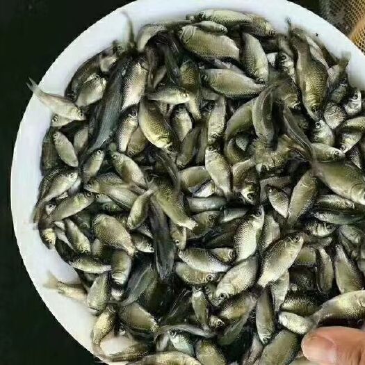 高州市鲫鱼苗  中科5号鲫鱼