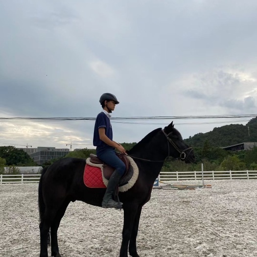 德清县半血马 段子黑扇马，身高1.5米，7岁，教学非常稳定，骑也很适合