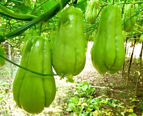 普定县绿皮佛手瓜 4两以上 