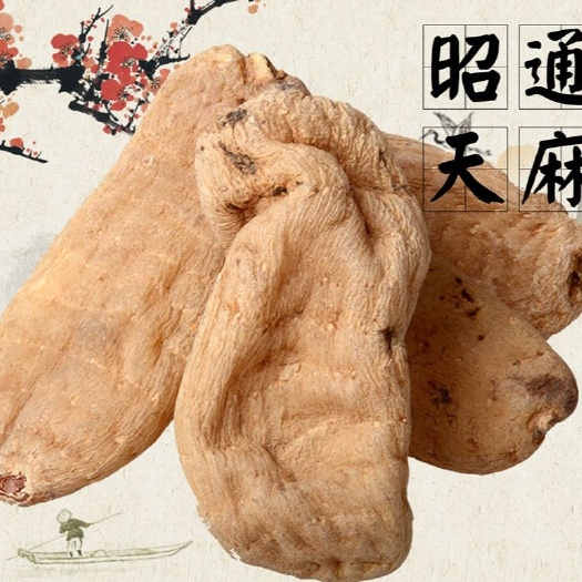 亳州云南昭通天麻 无硫净货天麻个 规格齐全可供实体店批发零售
