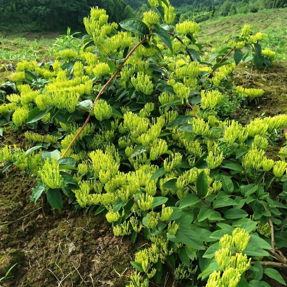 金银花苗多少钱一棵(金银花树苗多少钱一株)