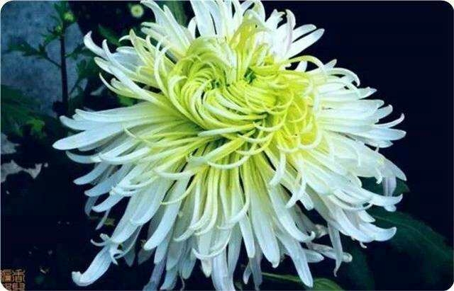 案头菊  观赏菊花