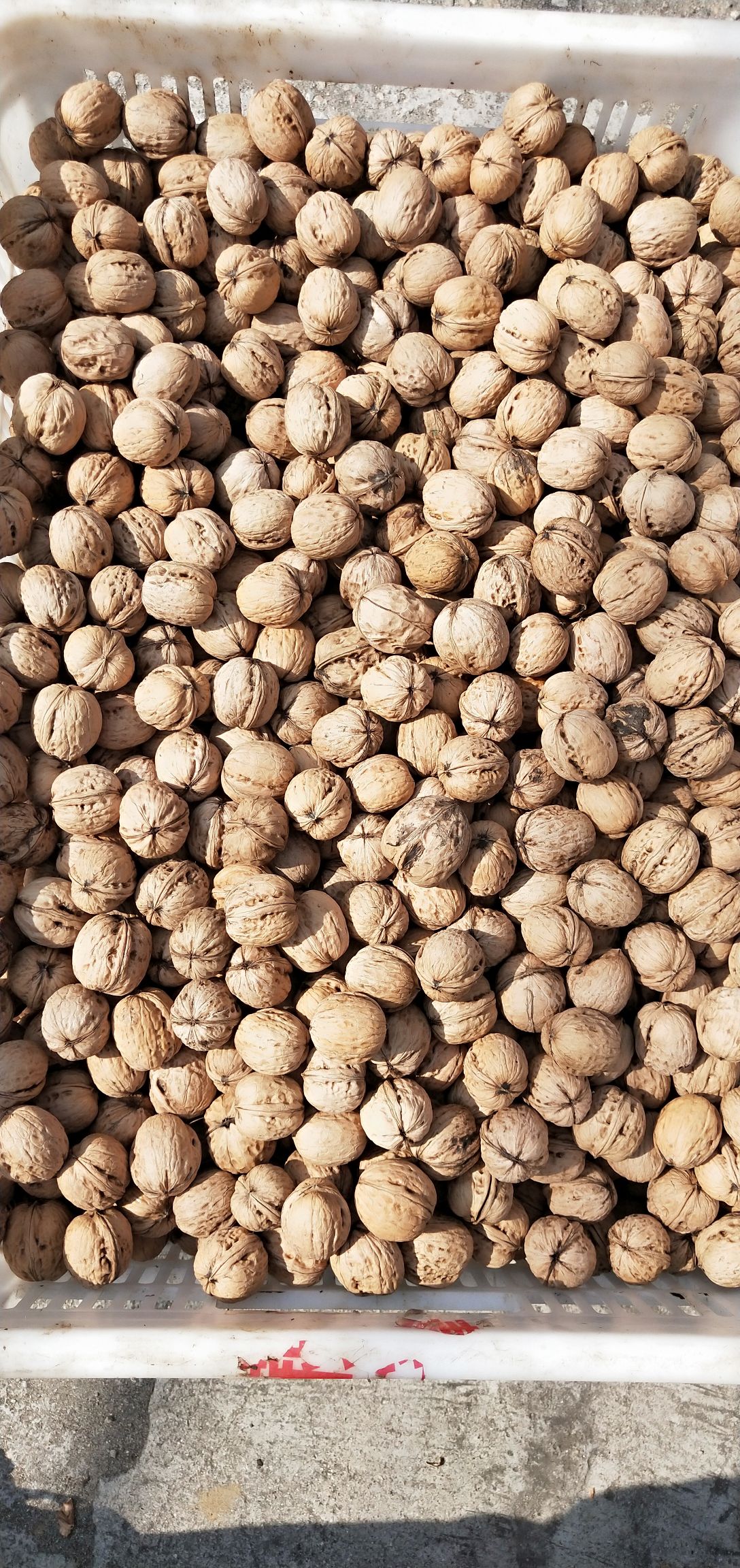 薄皮核桃 核桃