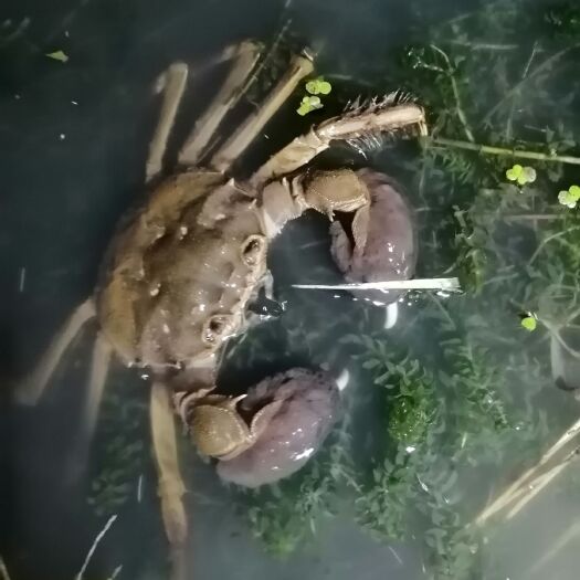 洪湖市洪湖市大闸蟹 洪湖市清水大闸蟹，肉质甜美，膏黄均满，最适合吃蟹的黄金时刻