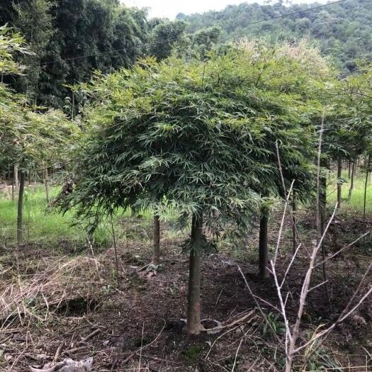 嵊州市供应羽毛枫染井吉樱鸡爪槭桂花红梅红枫