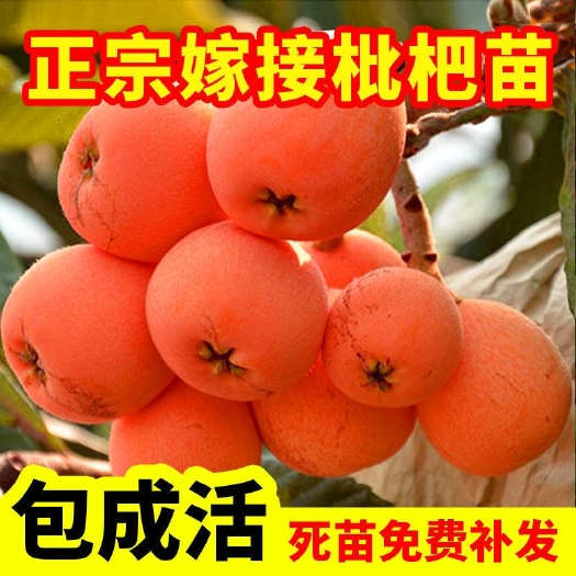 平邑县包邮盆栽地栽枇杷树苗嫁接苗阳台庭院南方北方种植当年结果
