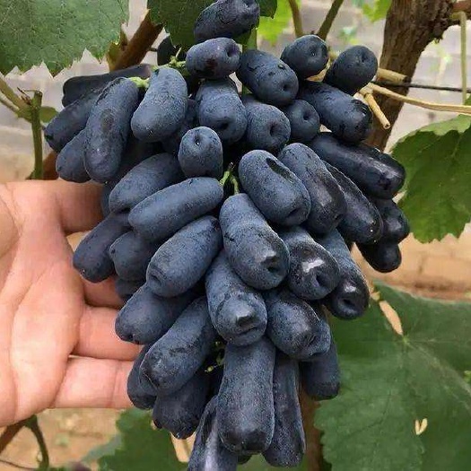 平邑县蓝宝石葡萄苗  甜蜜蓝宝石葡萄树苗，自然无核，甜，品种纯正，