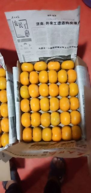 恭城县软柿 3 - 4两以上 