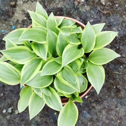 孝感玉簪花 玉簪最大成品供货商
