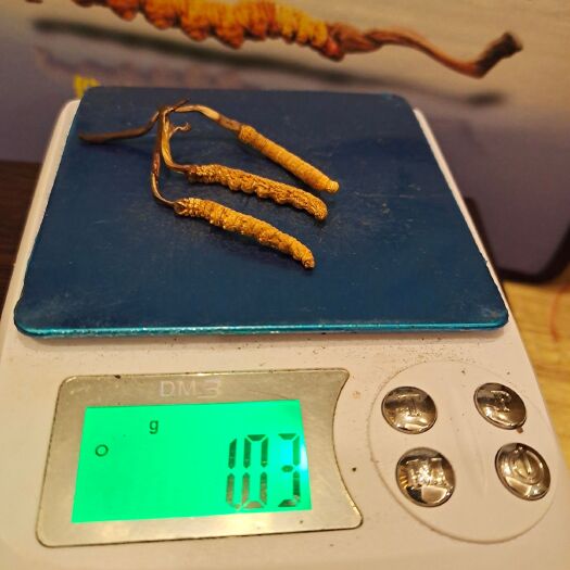 西宁冬虫夏草 青海玉树虫草3根一克