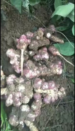 鄢陵县紫洋芋，500亩产地，沙土洋姜,干净无杂质,正在出售中。